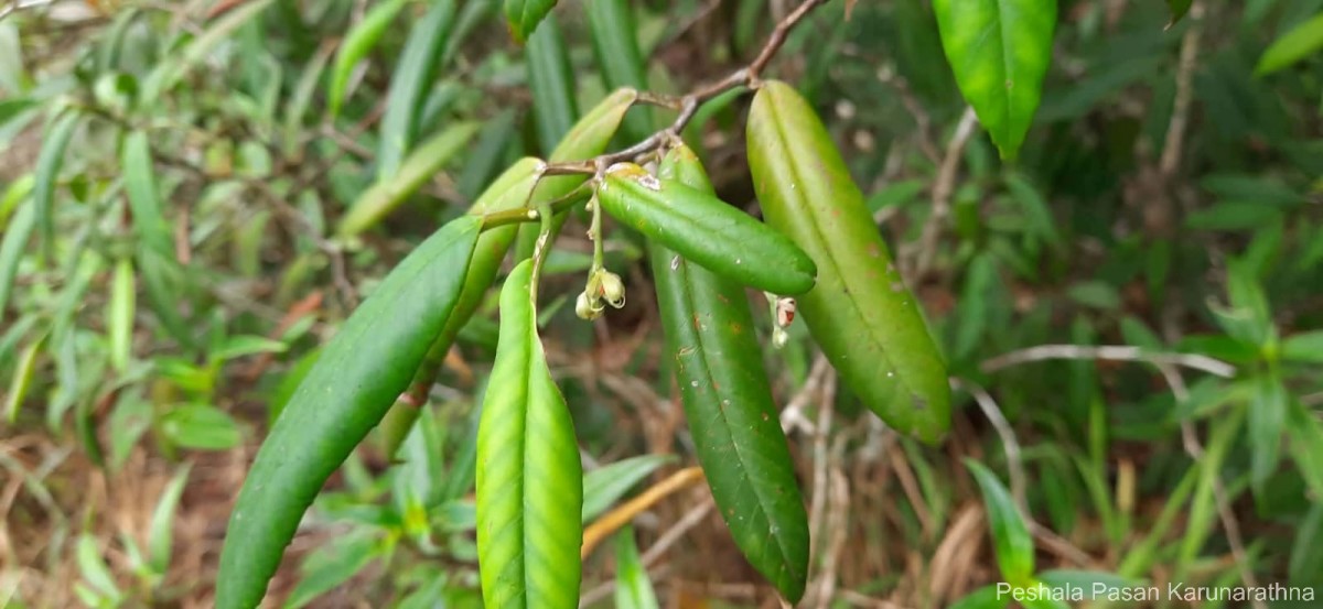 Schumacheria angustifolia Hook.f. & Thomson